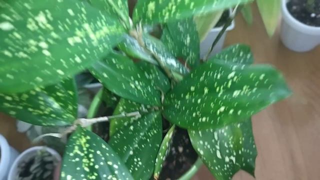 Много красивых комнатных растений . смотреть онлайн