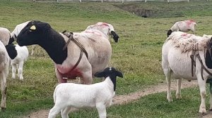 Бараны производители Дорпер с маркерами, Чехи #dorper #dorpersheep #дорпер #семейнаяферма