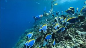 ANGSANA RESORT & SPA, IHURU 5* - Ангсана Резорт энд Спа Ихуру - Мальдивы | обзор отеля, территория