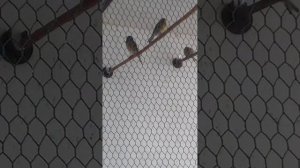 Осеннее пение в вольере