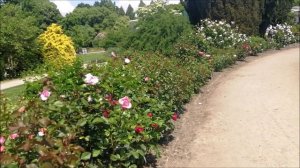 розарий в саду