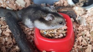 Как Уговорить Родителей Купить Хомячка? {легкие способы?} яХрумка