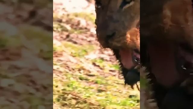 Разборки на реке.Трагическая судьба Львицы и маленького Гиппопотама.