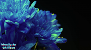 Vitaliy Be - Chillout Beautiful Flowers Collection цветы.