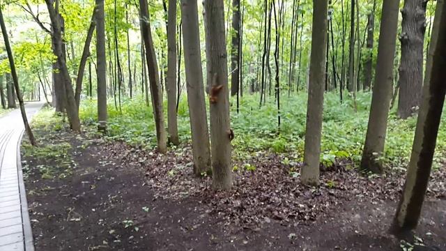Белок позвали на беличем языке.))) Смешные смелые белки в парке в Москве. смотреть онлайн