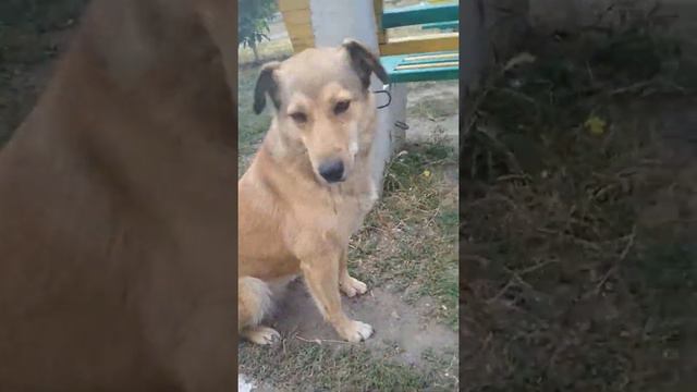 Пальма ревнует мешает снять видео смотреть онлайн