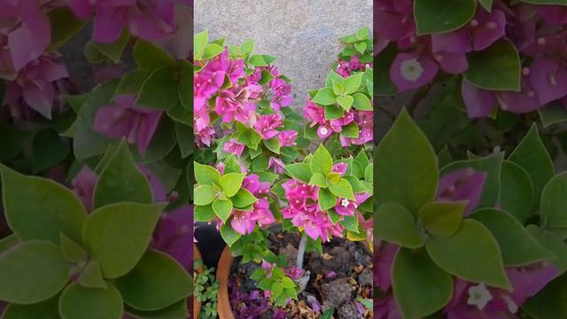 Bougainvillea flowers