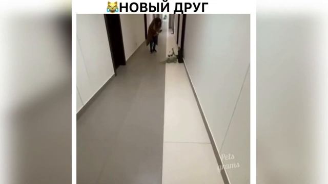 ЛУЧШИЕ ЖИВОТНЫЕ ВИДЕО НЕДЕЛИ! Забавные и милые животные