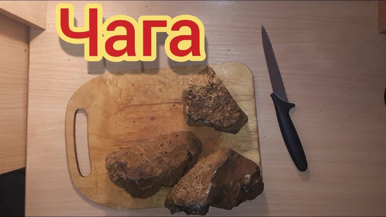 Чага. Как заваривать Чагу