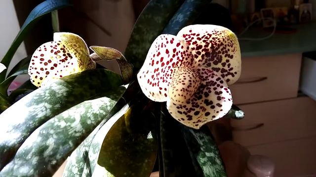 Дождались меня из отпуска)) Паф Беллатулум и фаленопсис Льюис Берри смотреть онлайн