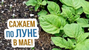 Лунный календарь садовода на май 2022. Благоприятные дни для посева в мае