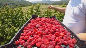 КАК И ЧЕМ Подкормить МАЛИНУ Во Время Плодоношения?