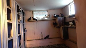 Армянские ПОЮЩИЕ ГОЛУБИ ВЫ ТАКОЕ ВИДЕЛИ?