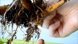 Что делать с лилейником, если вы его купили зимой