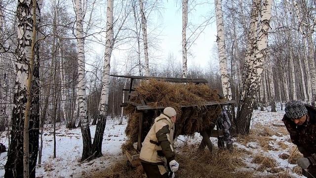 Кормим животных. Зимняя подкормка косули в лесу.