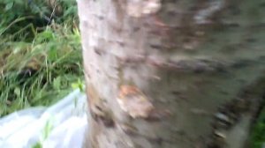 Заростание тополинных пней мицелием вешенки ч 1