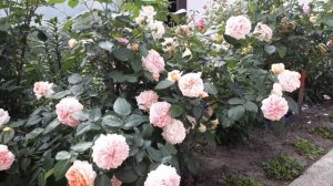 Обильное Цветение Розы Chippendale (Чиппендейл), Тантау 2006 , Blooming roses in garden