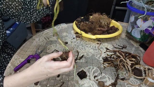 Экстренная помощь орхидее из ведра.