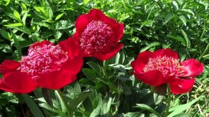 Пион Уолтер Мейнс / Peony Walter Mains - Сад на Волхове