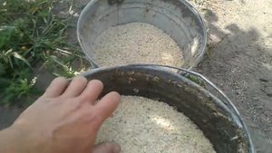 ЧЕМ КОРМИТЬ ВЬЕТНАМСКИХ ВИСЛОБРЮХИХ ПОРОСЯТ / КАША ДЛЯ ВЬЕТНАМСКИХ ПОРОСЯТ