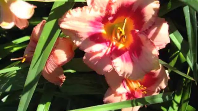 thuya2 смотреть онлайн