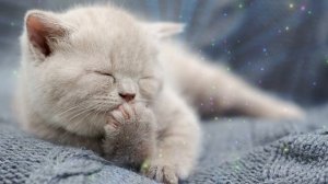 Harp music that gives comfort to cats ♬ Relaxing sleep music with water sounds