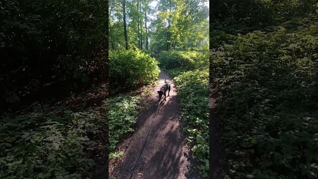 Учимся не тянуть поводок смотреть онлайн