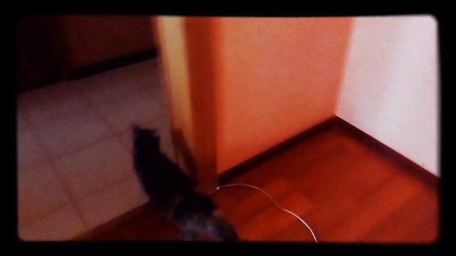 Переезд кошек!!!!
