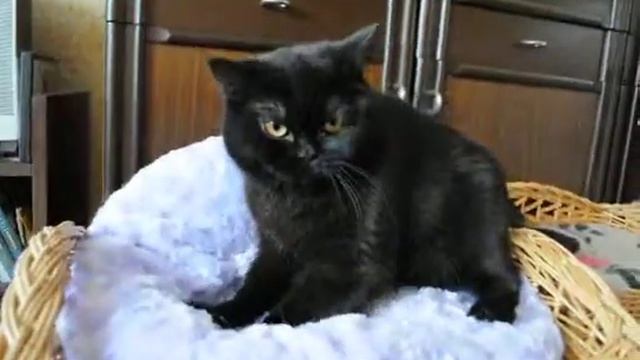 Британская черная кошка в питомнике British House смотреть онлайн