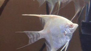 Скалярия Дантум Альбино ( Angelfish Dantum Albino )