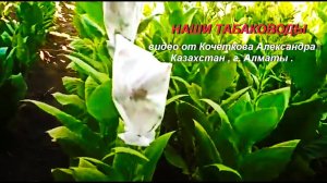 Наши табаководы, видео от Александра ( Казахстан, г. Алматы).