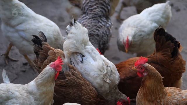 Как сэкономить на видеосъёмке тренингов и уроков для своей онлайн-школы? смотреть онлайн