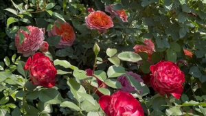 Предпочтение отдаю этому питомнику. Питомник Розы Вдохновения Кущевка.