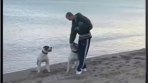 О ПОРОДЕ АМЕРИКАНСКИЙ БУЛЬДОГ