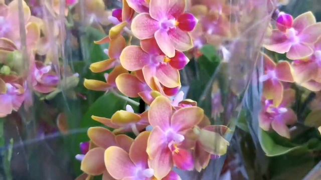 Сочи. Свежий завоз орхидей. Урааа!!! К нам приехала Джулия🤗🥰🤗 смотреть онлайн
