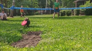 #собакивгороде2019 Дог-фризби!.mp4