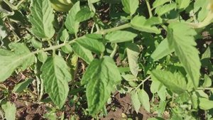 Болезни томатов. "Деревянные", несъедобные плоды.