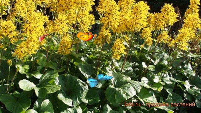 Бузульник обыкновенный Хессей Грегиног Голд 🌿 обзор: как сажать, саженцы бузульника
