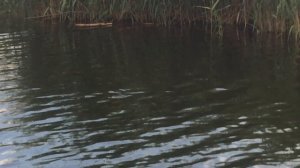 Самодельный воблер из зубной щётки. Работа в воде.