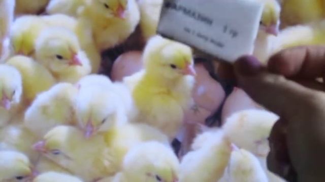 Как сохранить цыплят и чем пропаить их ( НОВИНКА) смотреть онлайн