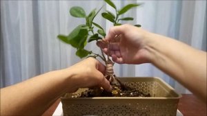 Фикус Moclame. Плетение на камне. #1 Лето2023