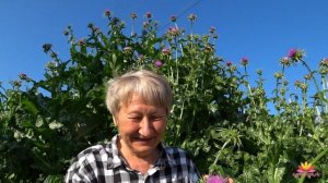 Расторопша пятнистая. На улицах нашего города / Сад Ворошиловой