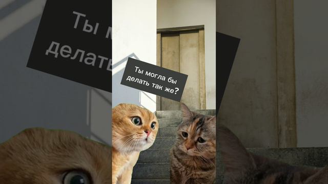 смешные котики 🐈 #funnyvideos2024 #мем #cats #котик #кот #шортсвидео #котики #catsvideo #юмор
