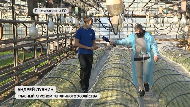 Приморские теплицы собирают декабрьский урожай огруцов