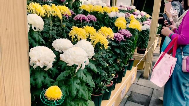 TAIWAN AMAZING FLOWERS/DIMPLES CHANNEL смотреть онлайн