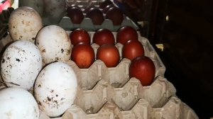 Мой птичий двор  много дел 2 часть