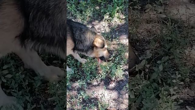 Дикая собака Шулюм пережёвывает крупный кусок костей и мяса.