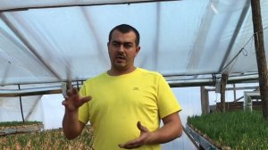 106/20 #4 Какую температуру нужно держать для выращивания лука на Перо?