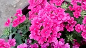 Вегетативная вербена "Vanessa compact Pink neon"