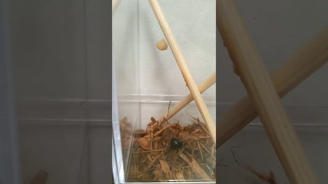 Latrodectus Mactans Creating an Egg Sac